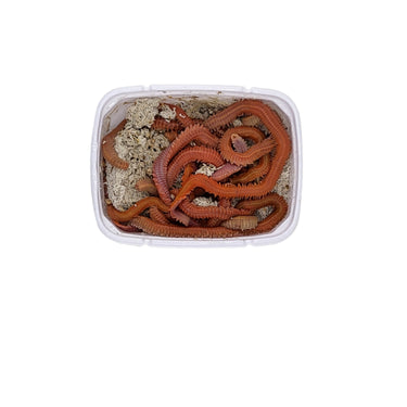 Lug Worms