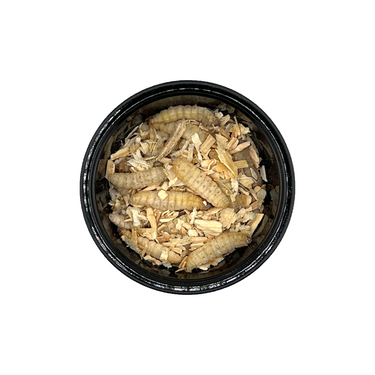 Wax Worms