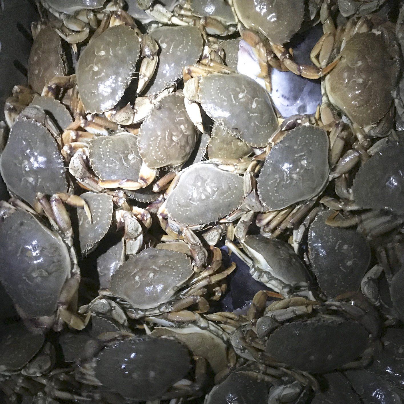 White Crabs