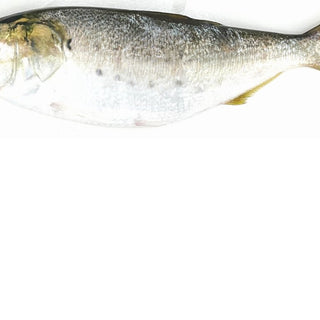 Fresh Bait