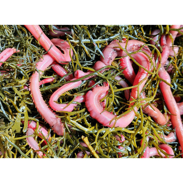 Blood Worms