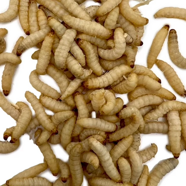 Wax Worms