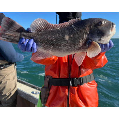 Tog Fishing Rhode Island