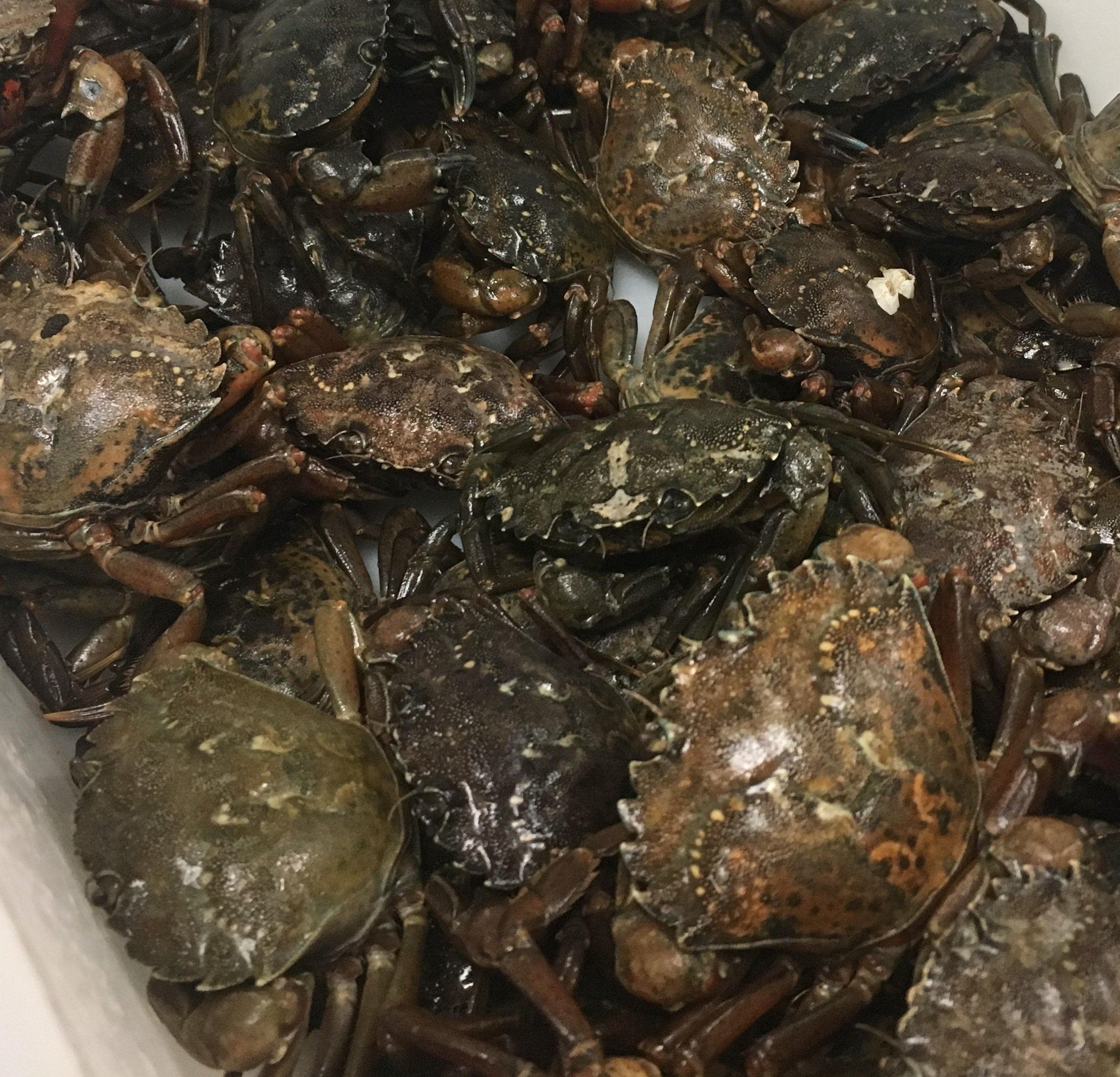 Green Crabs